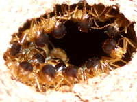 ���I�[�X�g�����A�̃A���˂���������@�A���ˏ��K�C�h�@�A���˂̔閧