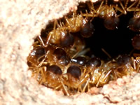 ���I�[�X�g�����A�̃A���˂���������@�A���ˏ��K�C�h�@�A���˂̔閧