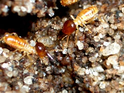 �p�[�X�A���ˏ��@�p�[�X�A���˃K�C�h�@�p�[�X���ӃA���ˏ��