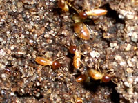 �p�[�X�A���ˏ��@�p�[�X�A���˃K�C�h�@�p�[�X���ӃA���ˏ��