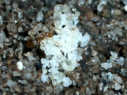 �p�[�X�A���ˏ��@�p�[�X�A���˃K�C�h�@�p�[�X���ӃA���ˏ��