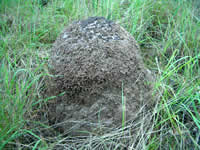 �p�[�X�A���ˏ��@�p�[�X�A���˃K�C�h�@�p�[�X���ӃA���ˏ��