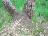 �p�[�X�A���ˏ��@�p�[�X�A���˃K�C�h�@�p�[�X���ӃA���ˏ��