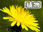 ���I�[�X�g�����A�ό��@�p�[�X�ό��K�C�h�@�U�v�`�g���x���K�C�h�@�p�[�X���
