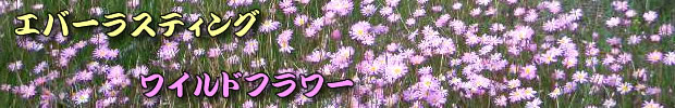 ���C���h�t�����[�@���I�[�X�g�����A���C���h�t�����[�@�p�[�X���C���h�t�����[�@���I�[�X�g�����A���C���h�t�����[�ό����@���C���h�t�����[�K�C�h